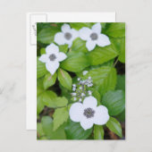 Kanada, British Columbia. Dogwood Postkarte (Vorne/Hinten)