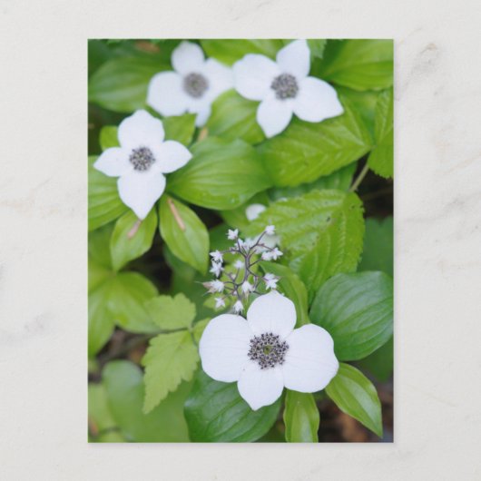 Kanada, British Columbia. Dogwood Postkarte (Vorderseite)