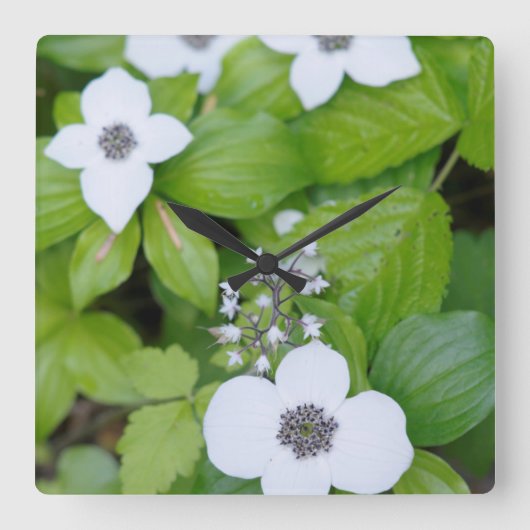 Kanada, British Columbia. Dogwood Quadratische Wanduhr (Vorderseite)