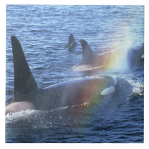 Kanada, British Columbia, Johnstone Straight, Fliese