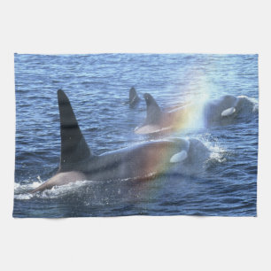 Kanada, British Columbia, Johnstone Straight, Handtuch