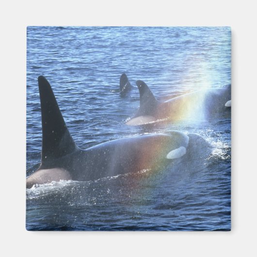 Kanada, British Columbia, Johnstone Straight, Magnet (Vorne)