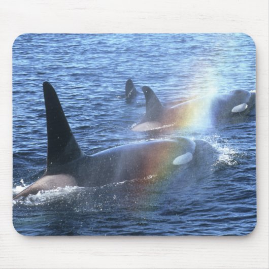 Kanada, British Columbia, Johnstone Straight, Mousepad (Vorne)