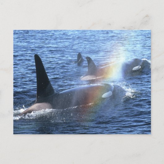 Kanada, British Columbia, Johnstone Straight, Postkarte (Vorderseite)