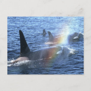 Kanada, British Columbia, Johnstone Strait, Postkarte
