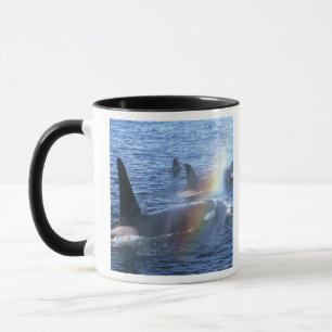 Kanada, British Columbia, Johnstone Strait, Tasse