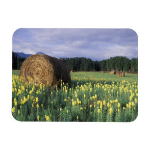 Kanada, British Columbia, Kitwanga. Gelb Magnet