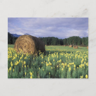 Kanada, British Columbia, Kitwanga. Gelb Postkarte