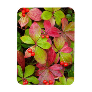 Kanada, British Columbia, Mount Robson Magnet