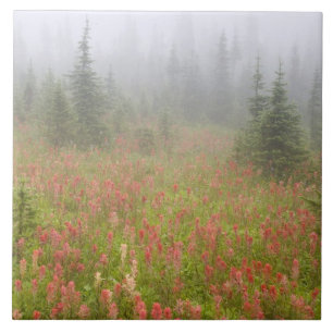 Kanada, British Columbia, Revelstoke National Fliese