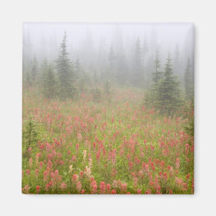 Kanada, British Columbia, Revelstoke National Magnet