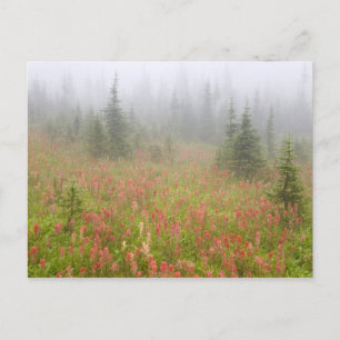 Kanada, British Columbia, Revelstoke National Postkarte