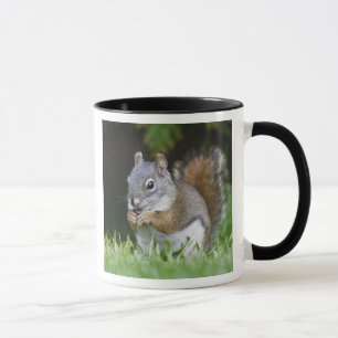 Kanada, British Columbia, Rotes Eichhörnchen Pine Tasse