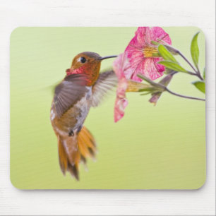 Kanada, British Columbia, Rubinkehlkolibri Mousepad
