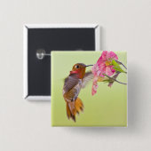Kanada, British Columbia, Rufous Hummingbird Button (Vorne & Hinten)