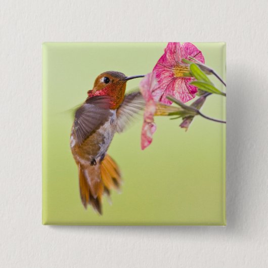 Kanada, British Columbia, Rufous Hummingbird Button (Vorderseite)