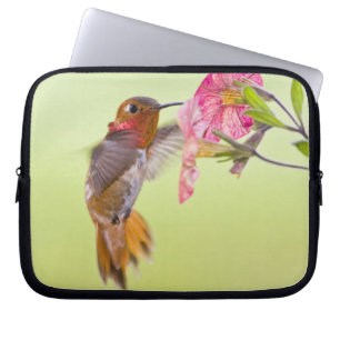 Kanada, British Columbia, Rufous Hummingbird Laptopschutzhülle