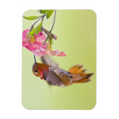 Kanada, British Columbia, Rufous Hummingbird Magnet (Vertikal)
