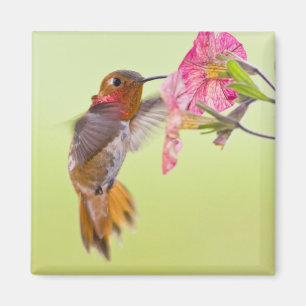 Kanada, British Columbia, Rufous Hummingbird Magnet