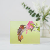 Kanada, British Columbia, Rufous Hummingbird Postkarte (Stehend Vorderseite)