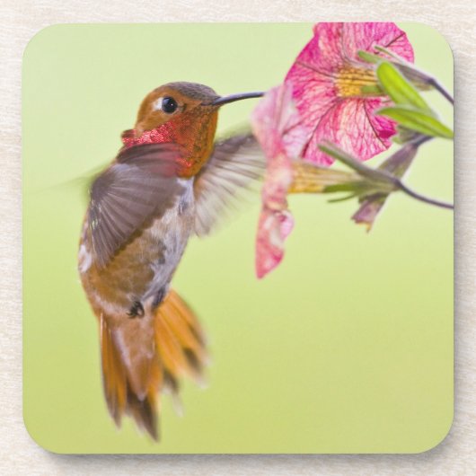 Kanada, British Columbia, Rufous Hummingbird Untersetzer (Vorderseite)