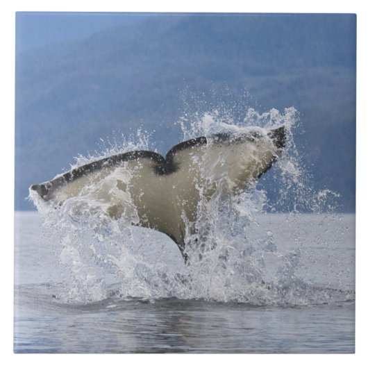 Kanada, British Columbia, Vancouver Island, Fliese (Vorderseite)