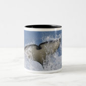 Kanada, British Columbia, Vancouver Island, Zweifarbige Tasse (Mittel)