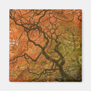 KANADA, British Columbia, Victoria. Herbst 2 Magnet