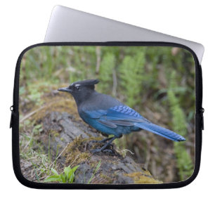 Kanada: British Columbia, Yoho NP, Diademhäher, Laptopschutzhülle