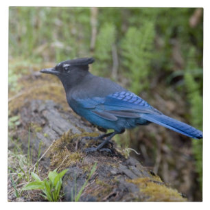 Kanada: British Columbia, Yoho NP, Stellar Jay, Fliese