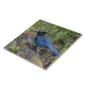 Kanada: British Columbia, Yoho NP, Stellar Jay, Fliese (Seite)