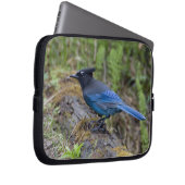 Kanada: British Columbia, Yoho NP, Stellar Jay, Laptopschutzhülle (Vorne Rechts)
