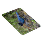Kanada: British Columbia, Yoho NP, Stellar Jay, Magnet (Rechte Seite)