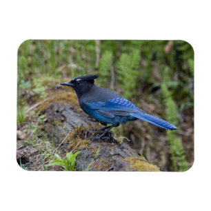 Kanada: British Columbia, Yoho NP, Stellar Jay, Magnet