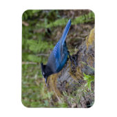 Kanada: British Columbia, Yoho NP, Stellar Jay, Magnet (Vertikal)