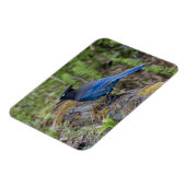 Kanada: British Columbia, Yoho NP, Stellar Jay, Magnet (Linke Seite)