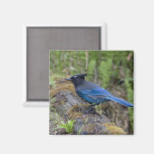 Kanada: British Columbia, Yoho NP, Stellar Jay, Magnet (Vorderseite/Rückseite)