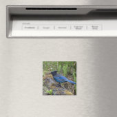 Kanada: British Columbia, Yoho NP, Stellar Jay, Magnet (In Situ (Geschirrspüler))