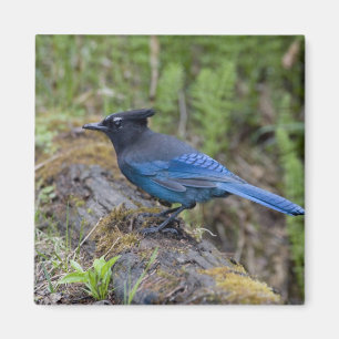 Kanada: British Columbia, Yoho NP, Stellar-Jay, Magnet