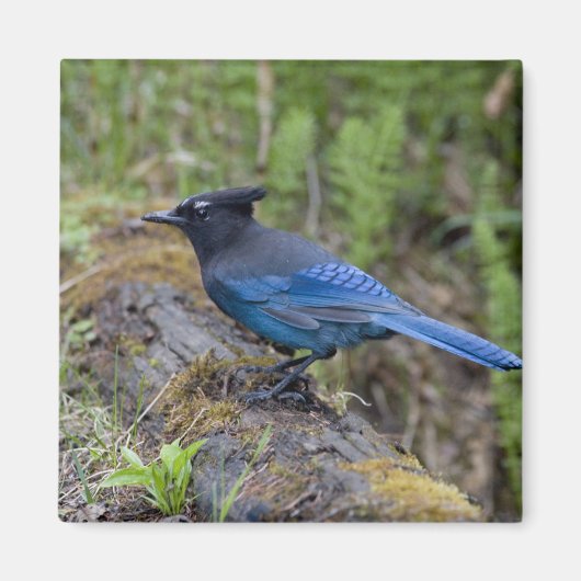 Kanada: British Columbia, Yoho NP, Stellar Jay, Magnet (Vorne)