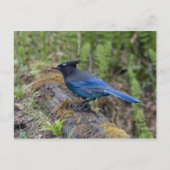 Kanada: British Columbia, Yoho NP, Stellar Jay, Postkarte (Vorderseite)
