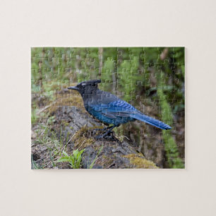 Kanada: British Columbia, Yoho NP, Stellar Jay, Puzzle