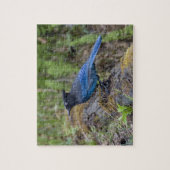 Kanada: British Columbia, Yoho NP, Stellar Jay, Puzzle (Vertikal)