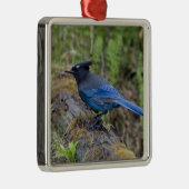 Kanada: British Columbia, Yoho NP, Stellar Jay, Silbernes Ornament (Rechts)