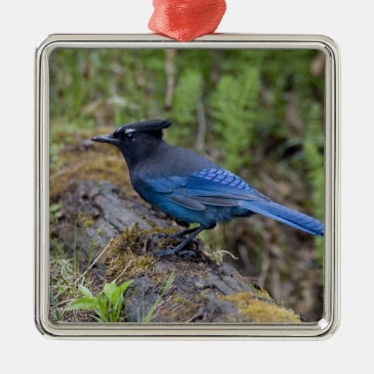 Kanada: British Columbia, Yoho NP, Stellar Jay, Silbernes Ornament (Vorne)