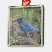 Kanada: British Columbia, Yoho NP, Stellar Jay, Silbernes Ornament (Links)