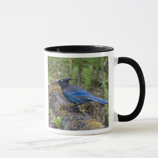 Kanada: British Columbia, Yoho NP, Stellar Jay, Tasse (Rechts)