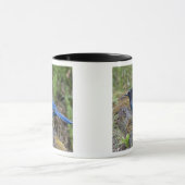Kanada: British Columbia, Yoho NP, Stellar Jay, Tasse (Zentrum)