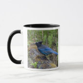 Kanada: British Columbia, Yoho NP, Stellar Jay, Tasse (Links)