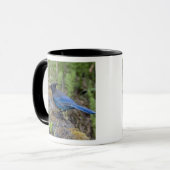 Kanada: British Columbia, Yoho NP, Stellar Jay, Tasse (Vorderseite Links)